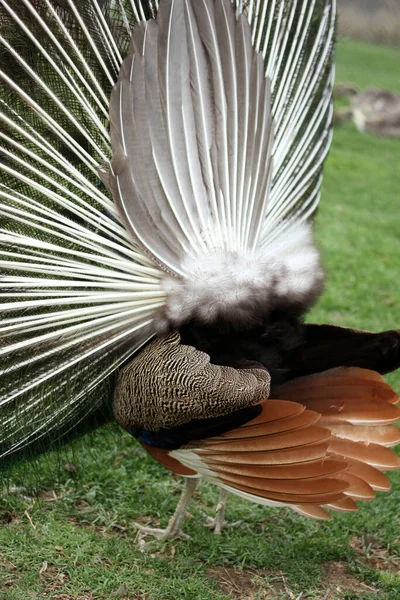 Bir Tavus Kuşunun Arka Planı — Stok fotoğraf