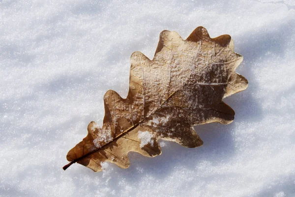 Dry Autumn Leaf Snow — Stock Photo, Image