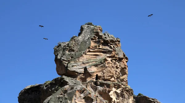 青い空に向かって飛ぶ黒いコウノトリとワシ — ストック写真