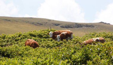  İnekler fundalıkta otluyor.