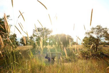 Çoban köpekleri tarlalarda oynuyor.