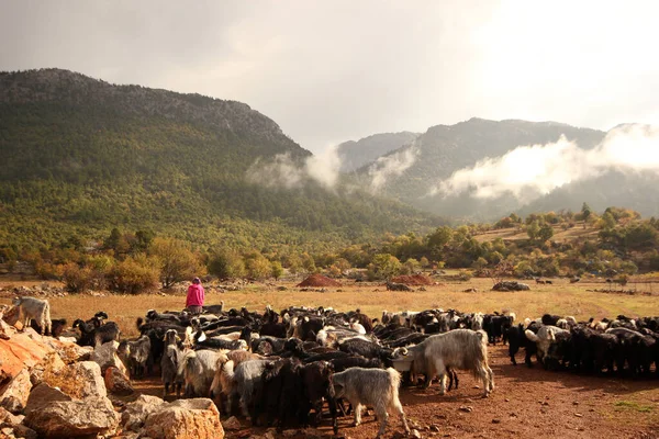 Pastora Con Manada Cabras — Foto de Stock