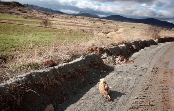 道路上の赤い鷹は — ストック写真