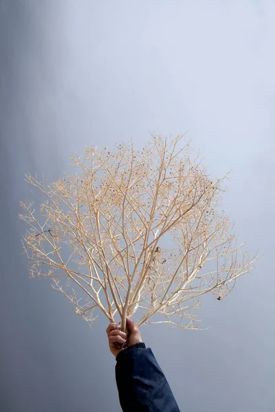 Arbusto Murcho Está Segurando Direção Céu — Fotografia de Stock