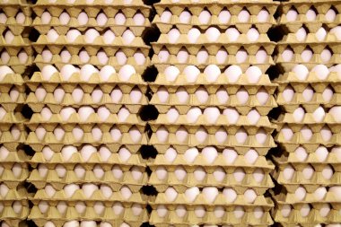  Yumurta fabrikasında taze yumurta. Yumurta fabrikası endüstrisi.