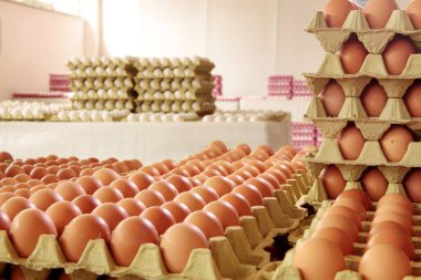 Yumurta fabrikasında taze yumurta. Yumurta fabrikası endüstrisi.