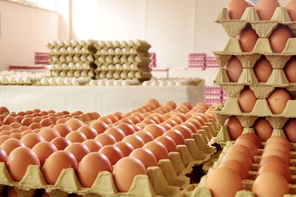  Yumurta fabrikasında taze yumurta. Yumurta fabrikası endüstrisi.