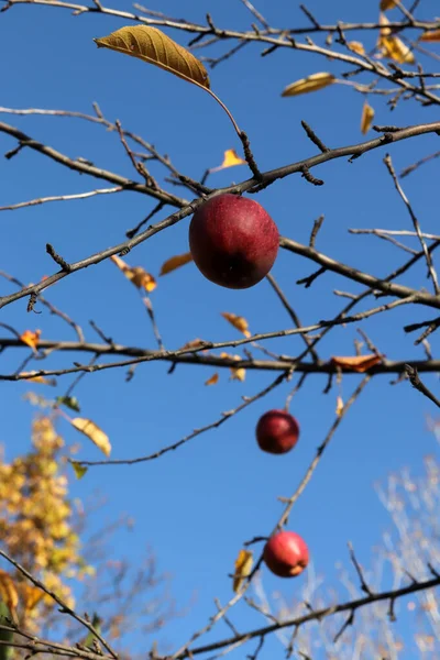 Pommes Laissées Sur Arbre Automne — Photo