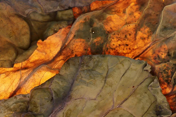 カラフルな紅葉の脈や質感の背景 — ストック写真