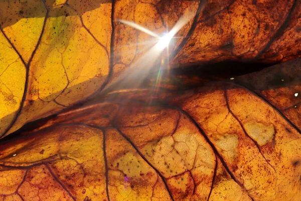 Renkli Sonbahar Yaprağı Damarları Doku Arkaplanı — Stok fotoğraf