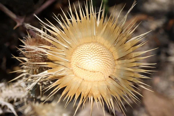 Droge Distel Macro Natuur — Stockfoto