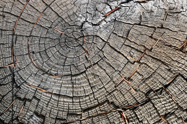 Nature Texture Background Close Cutting Tree — Stock Photo, Image