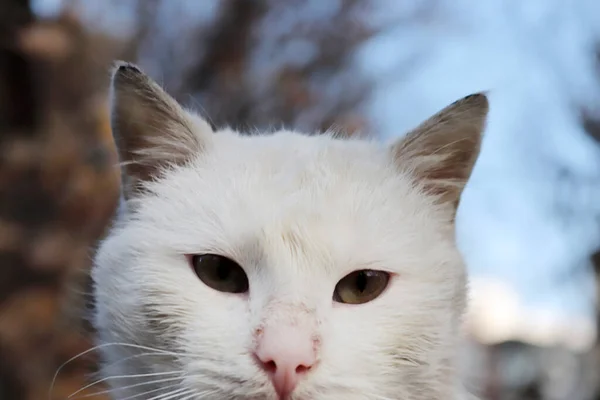 Χαριτωμένο Λευκό Tabby Αδέσποτη Γάτα — Φωτογραφία Αρχείου