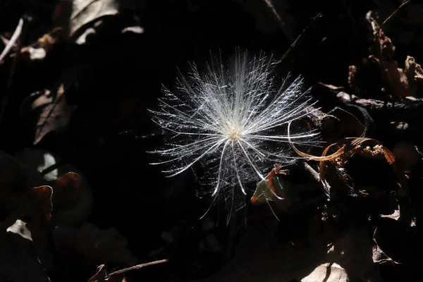 Maskrosfrön Som Flyger Naturen Hösten — Stockfoto