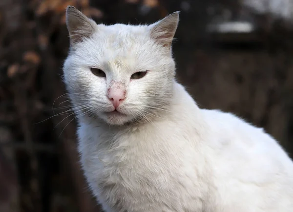 Cute White Tabby Stray Cat — Stock Photo, Image