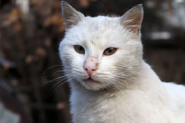 Χαριτωμένο Λευκό Tabby Αδέσποτη Γάτα — Φωτογραφία Αρχείου