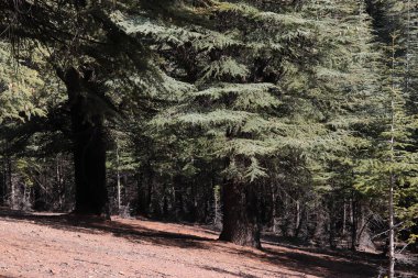 Doğa orman manzarası. Katran Ormanı