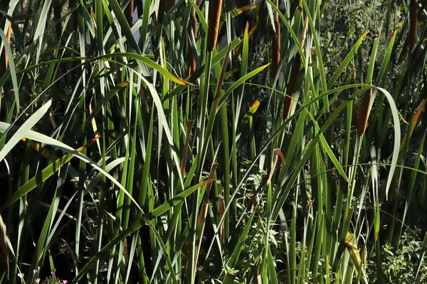 Schilf Wächst Sumpf Hintergrund Natur — Stockfoto