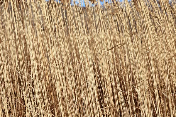 Närbild Stjälkar Torrt Gräs För Användning Som Bakgrund Eller Struktur — Stockfoto