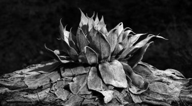 Verbascum Mullein Fabrikası Siyah ve Beyaz