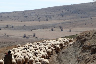 Çoban ve koyun sürüsü