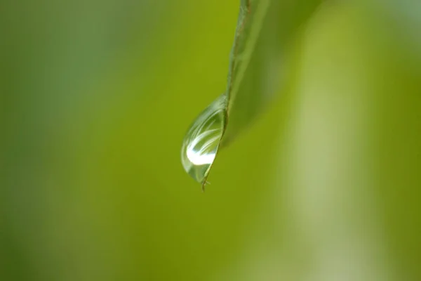 Grüner Hintergrund Wassertropfen Auf Blatt — Stockfoto