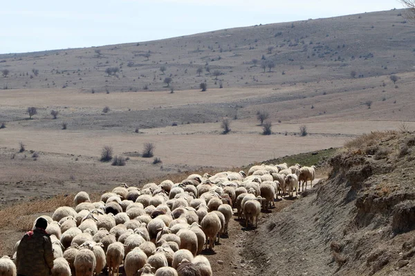 Çoban ve koyun sürüsü