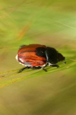 Buğday tarlasında zararlı Japon böceği