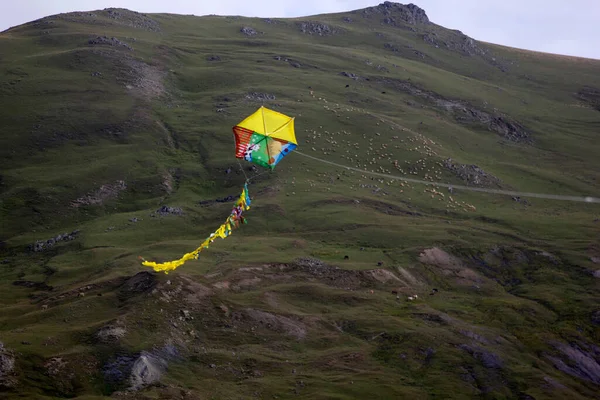 山の斜面に牛や羊 空気中のカラフルな凧 — ストック写真