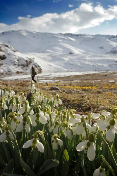 Flores Nieve Floreciendo Invierno — Foto de Stock