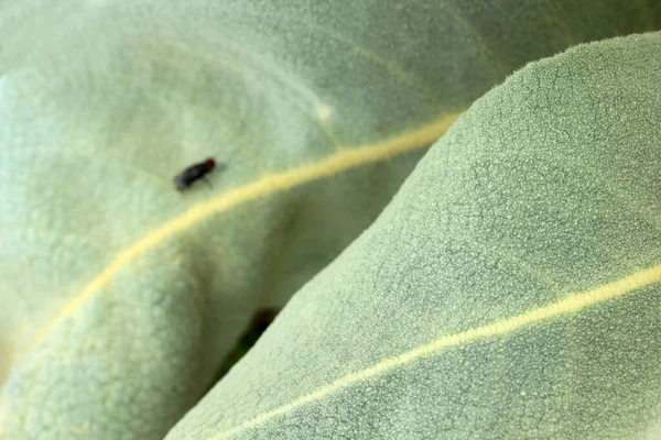 Растение Маллейна Нефокусированная Муха Заднем Плане — стоковое фото