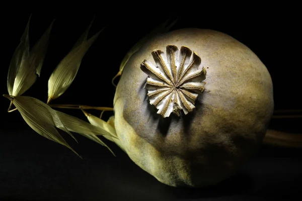 黑色背景的燕麦和罂粟种子头 — 图库照片