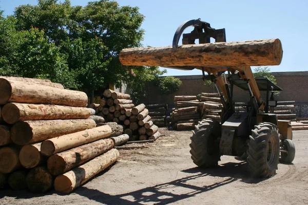 Dřevařský Průmysl Kmeny Pile — Stock fotografie