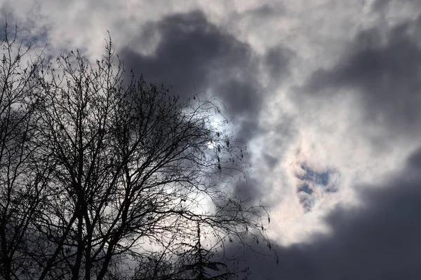 Dramatická Obloha Letoun Strom — Stock fotografie