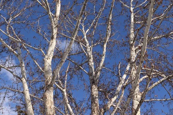 Árbol Plano Desnudo Hacia Cielo —  Fotos de Stock