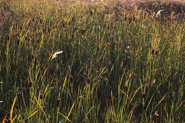 Reed Plant Swamp — Stock Photo, Image