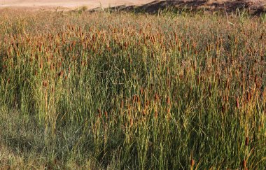Bataklıktaki kamış bitkisi
