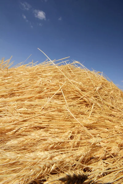 Час Збору Врожаю Пшениці Тло — стокове фото