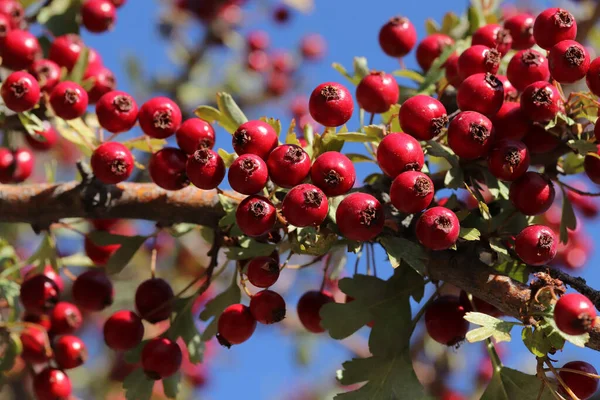 Baies Aubépine Dans Jardin Automne — Photo