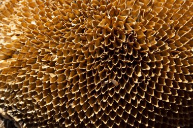  Kurumuş ayçiçeğini kapat 