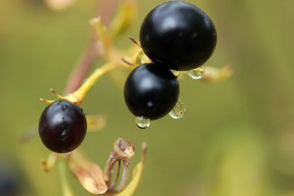 Black Inedible Berries Macro Tree — Stock Photo, Image