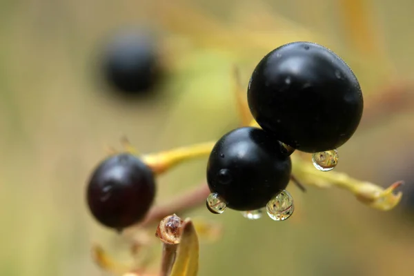 Black Inedible Berries Macro Tree — Stock Photo, Image