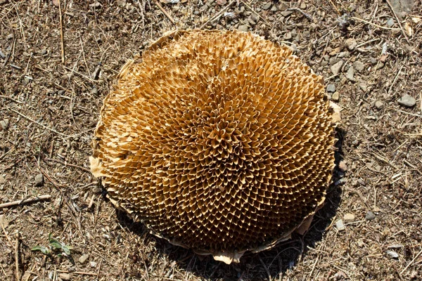 Close Dried Sunflower — Photo