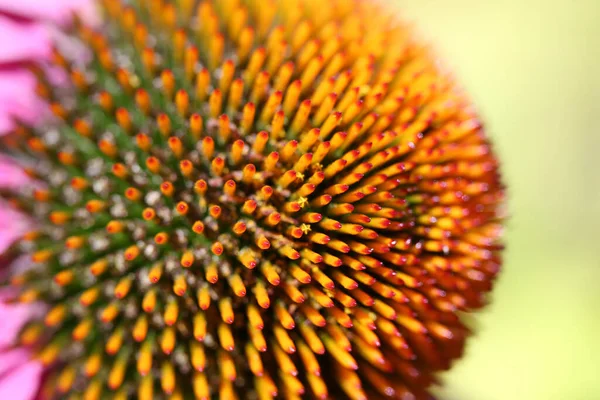 Macro Shot Echinacea Flower — Stock Photo, Image