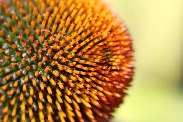 Macro Shot Echinacea Flower — Foto de Stock
