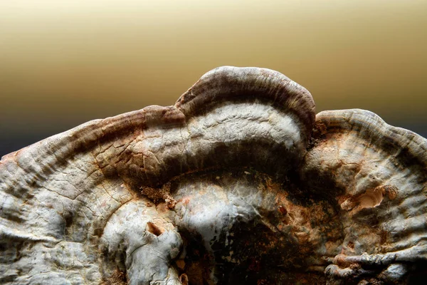 Large Tree Fungus Mushroom Studio Shoot —  Fotos de Stock