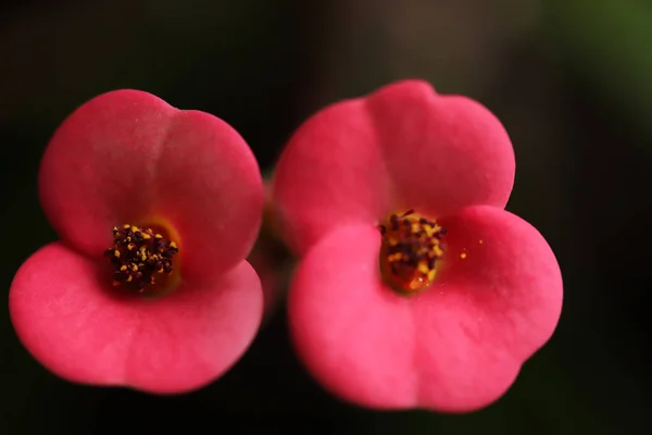 Pink crown of thorns flower in texture