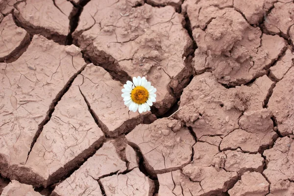 Dry Soil Daisy Flower — Stock Photo, Image