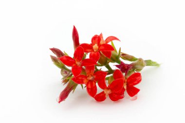 Kalanchoe Çiçeği. Doğanın Renkleri