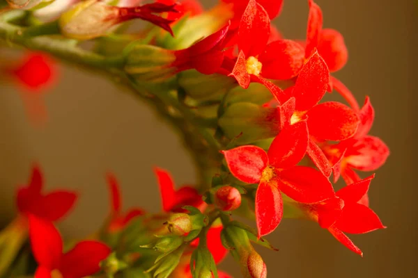 Kalanchoe Blume Farben Der Natur — Stockfoto